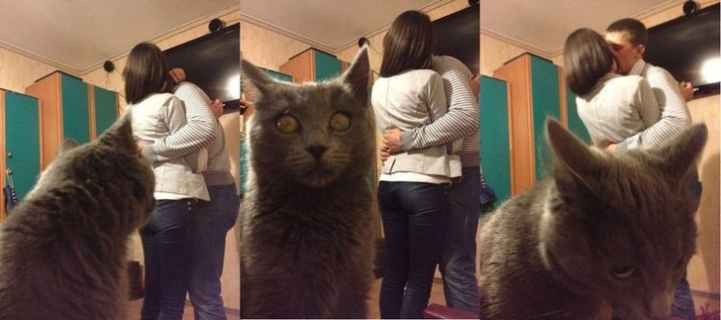 Человек наблюдает за котом