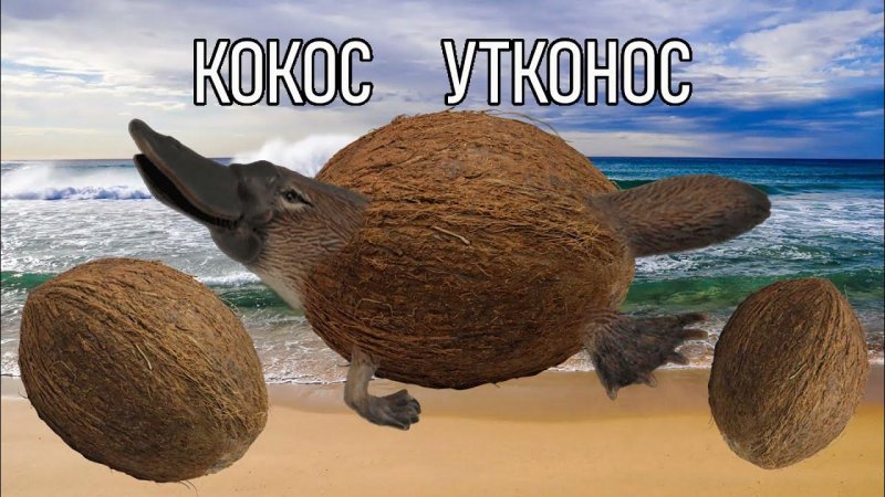 Кот Кокос