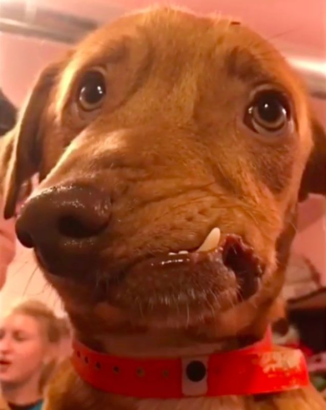 Собака со смешной челюстью