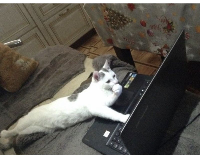 Котик с ноутбуком