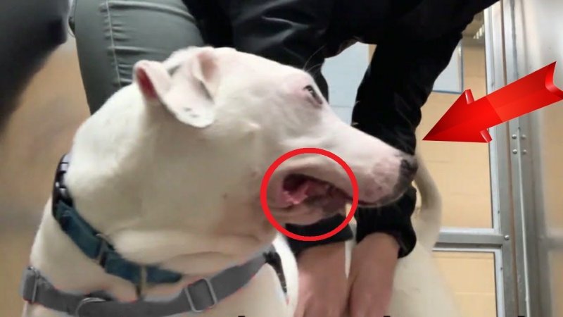 Собака без верхней челюсти