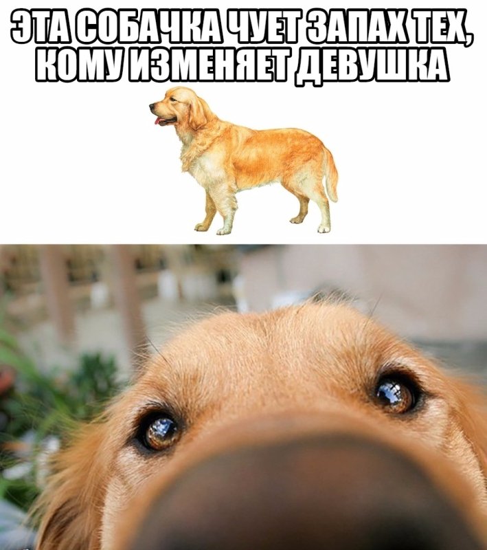 Собака принюхивается