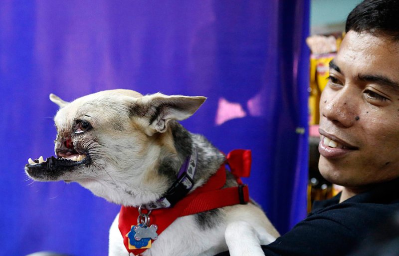 Собака без верхней челюсти