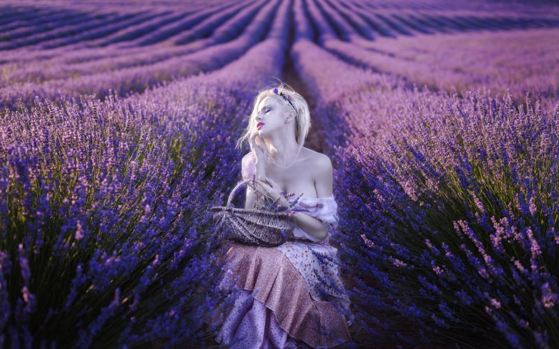 Лавандовые поля во Франции