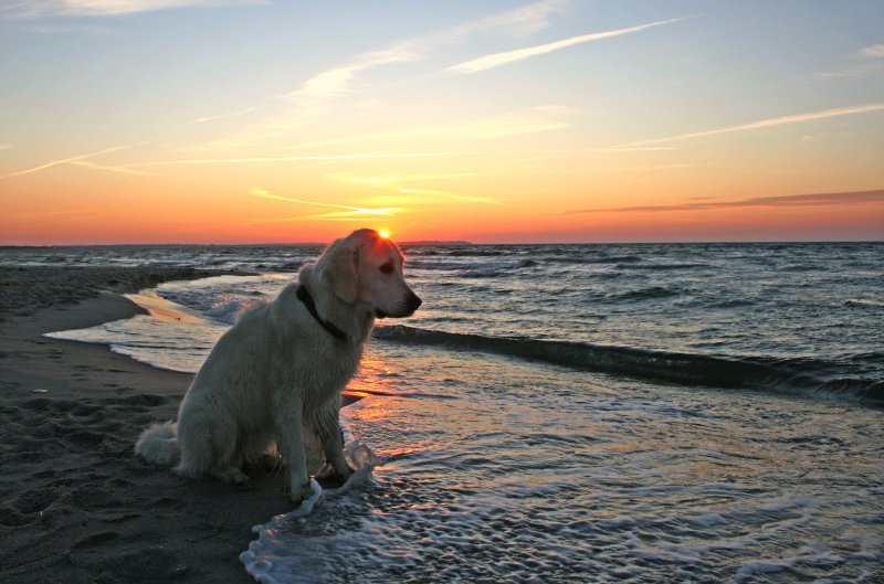 Траловый лабрадор