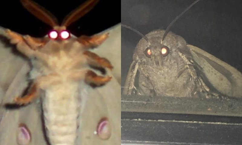 Страшный мотылек