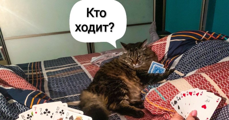 Карты с котиками