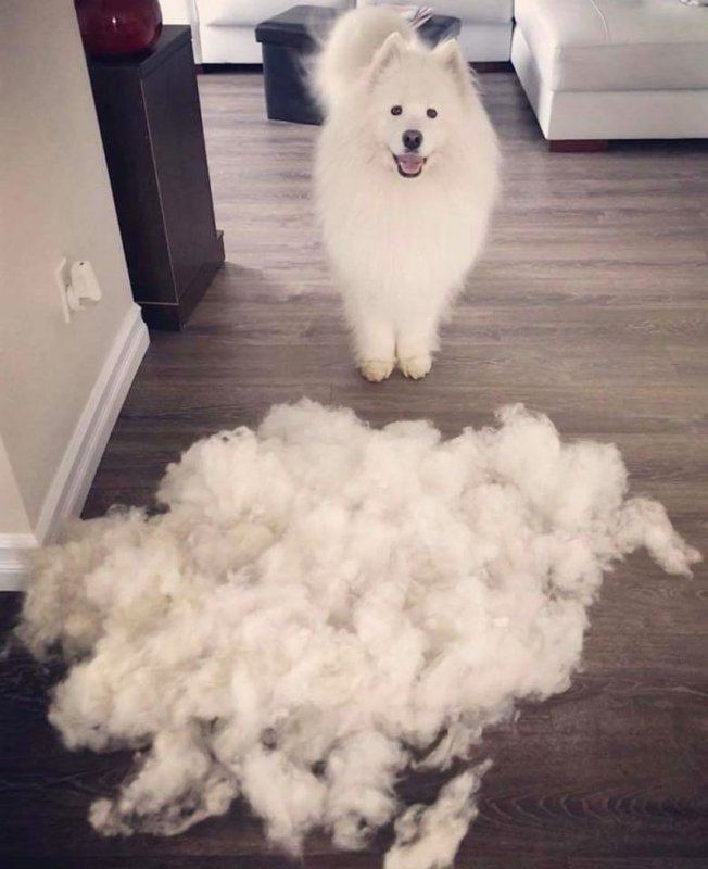 Карликовый самоед