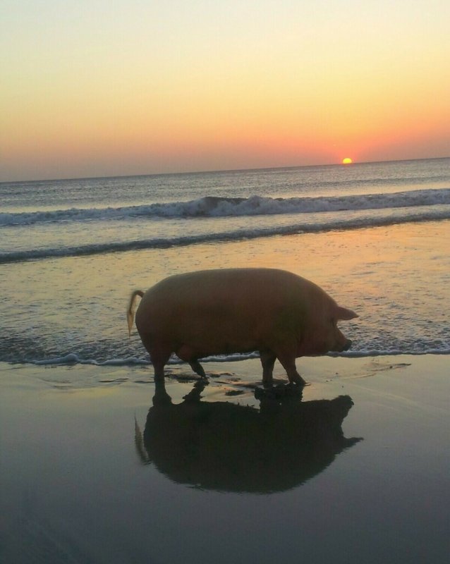 Свинья на фоне моря