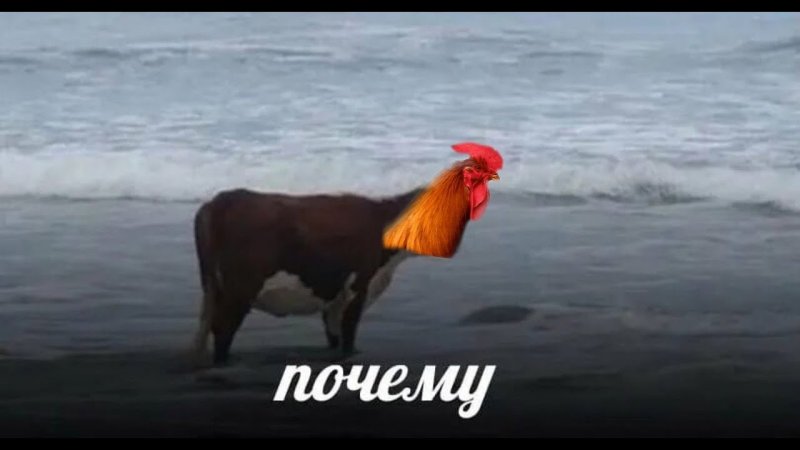 Корова на пляже