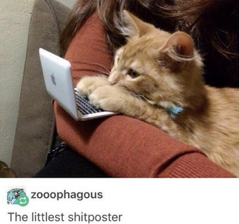 Котенок за компьютером