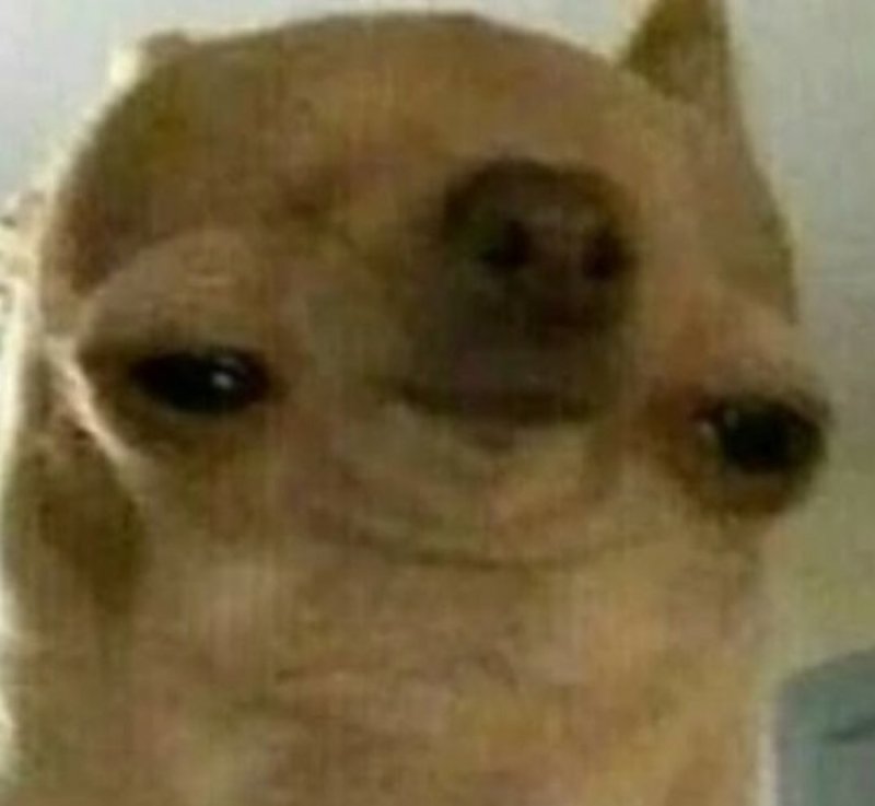 Чихуахуа Мем