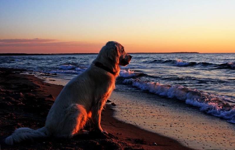 Собака на фоне моря