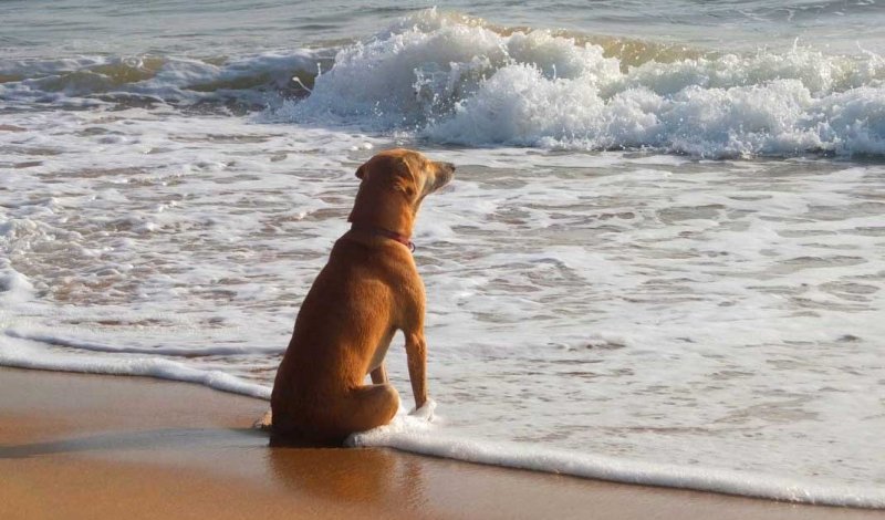 Собака на море