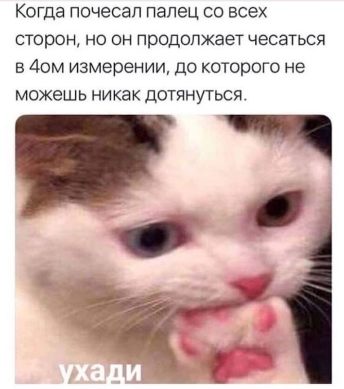 Кот с лапой во рту