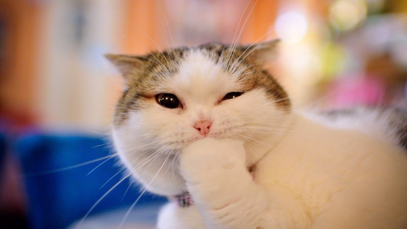 Счастливый кот