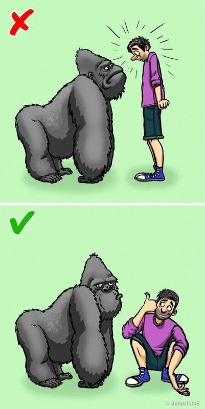 Горилла Мем