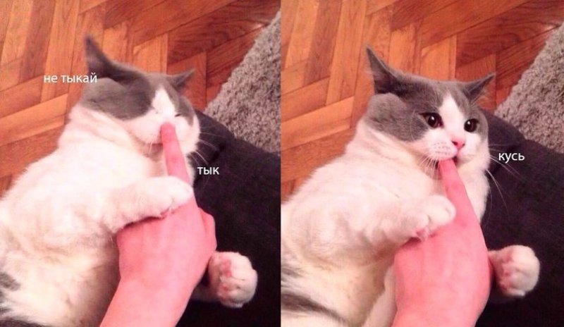 Кот Мем