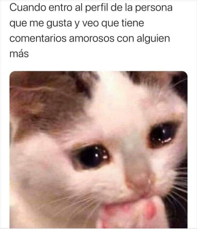 Стресс мемы с котиком