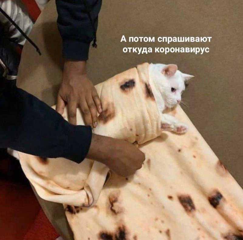 Шаурма из кота