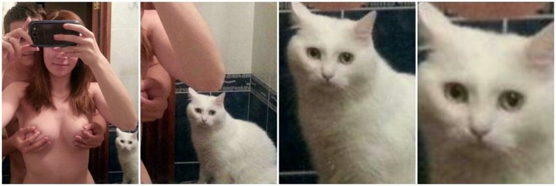 Покажи котов