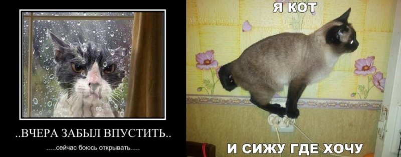 Дорогой ты впустил кота