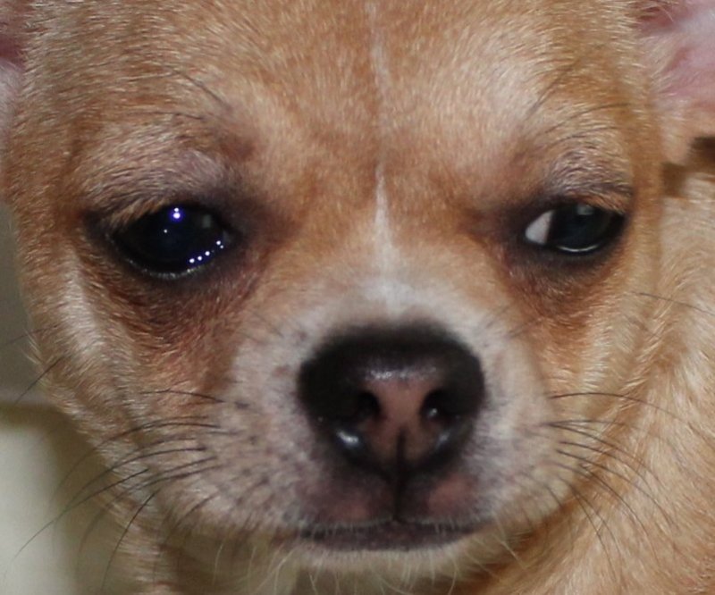 Грустная собака