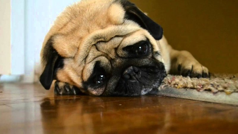 Собака печальная