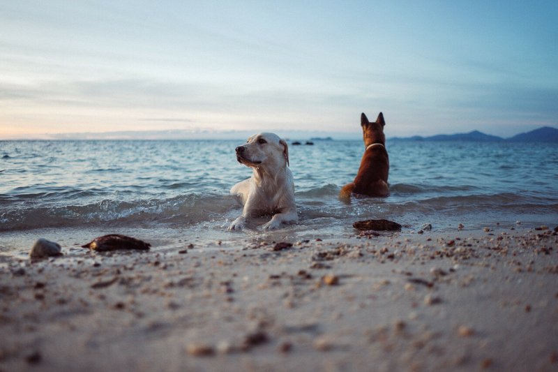 Собака у океана