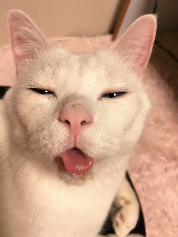 Котик с открытым ртом