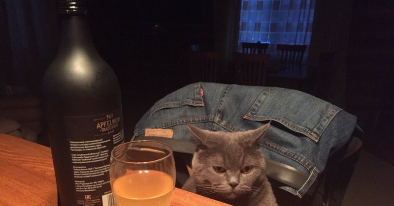Кот с алкоголем