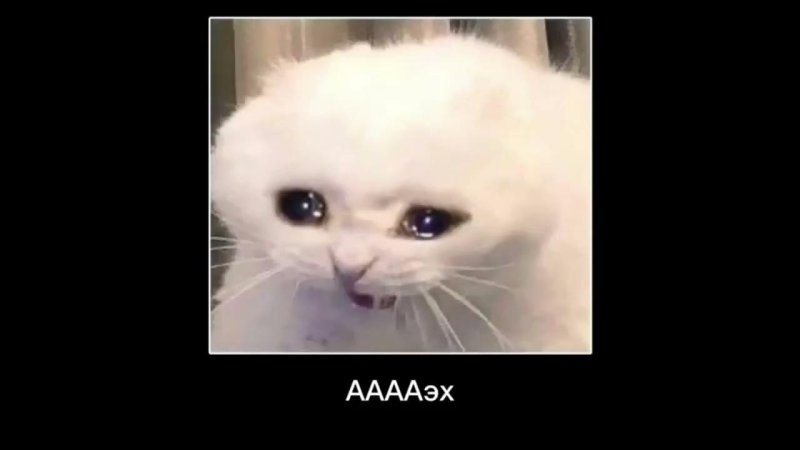 Белый кот Мем