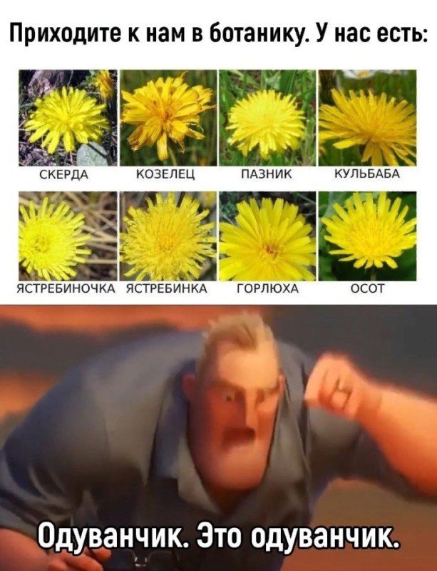 Мемы про одуванчик