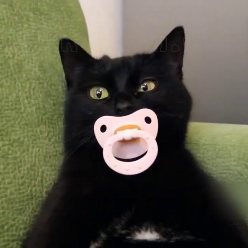 Кошка с соской