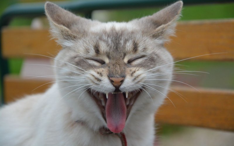 Котенок с язычком