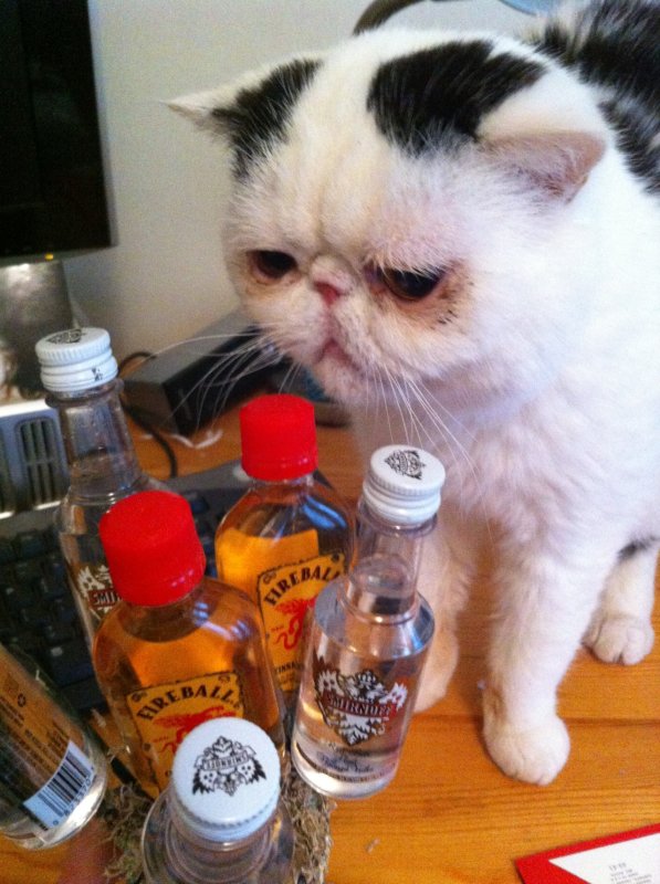 Кот с алкоголем