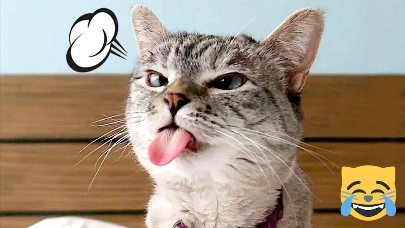 Кошка Мем