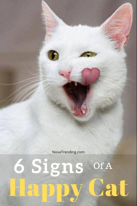 Кошка белая