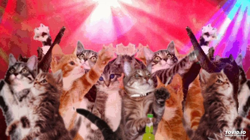 Тусовка котов