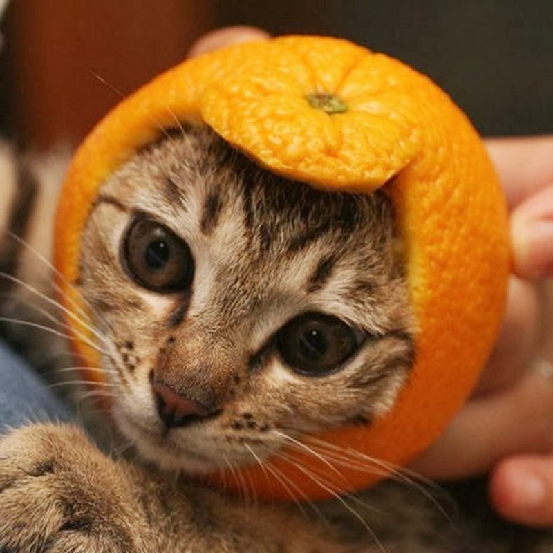 Кот и мандарины