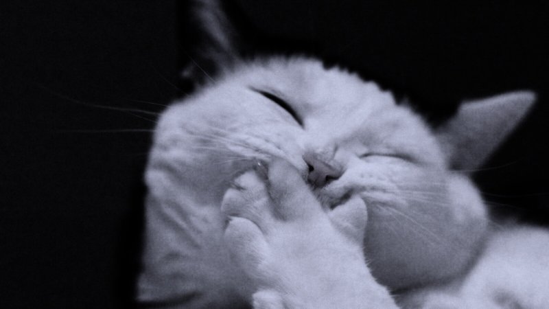 Котенок смеется