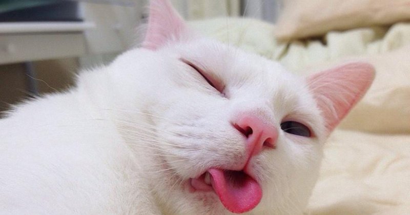 Смешная белая кошка