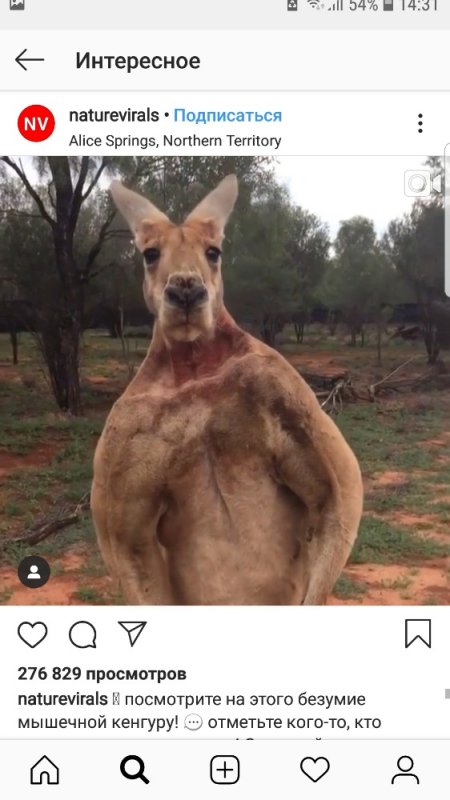 Крутой кенгуру