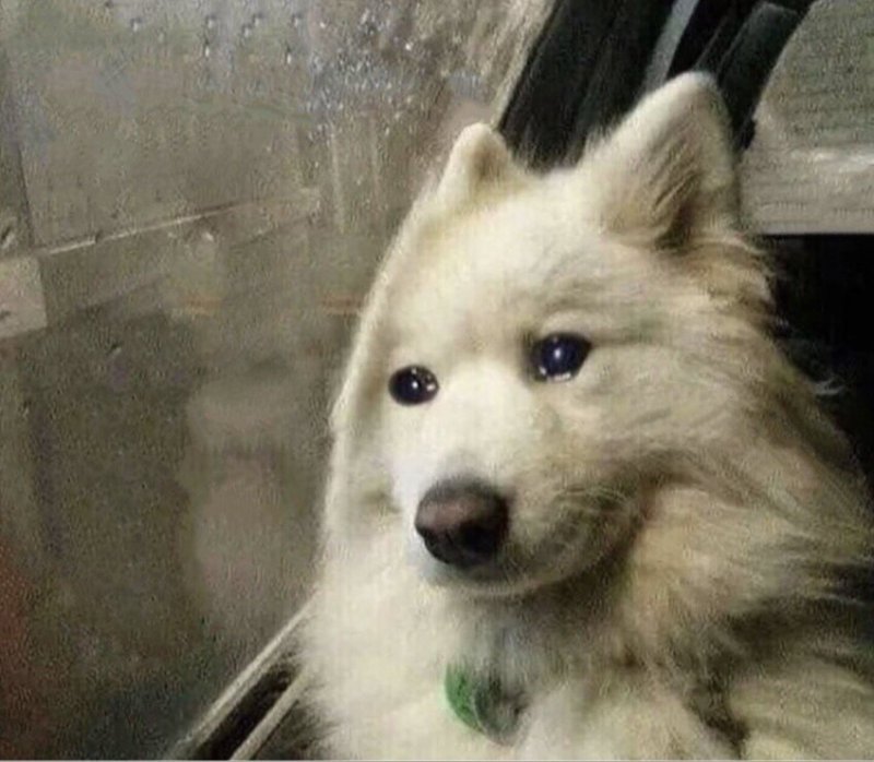 Плачущая собака