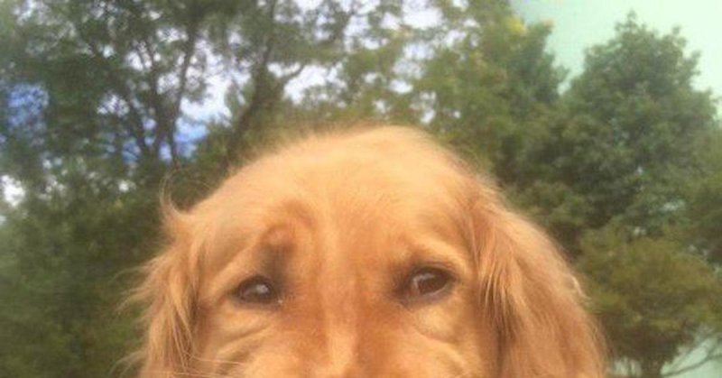 Собака с грустной улыбкой