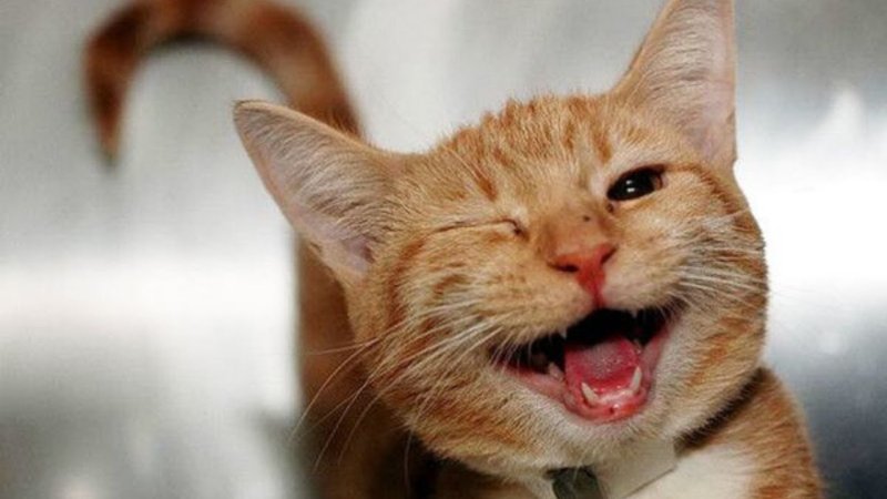 Радостный кот