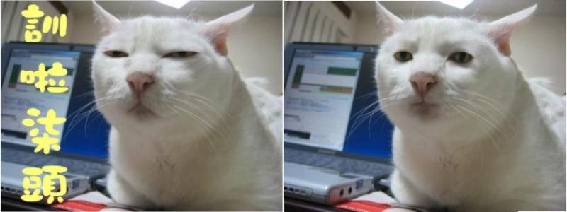 Я почти засмеялся кот