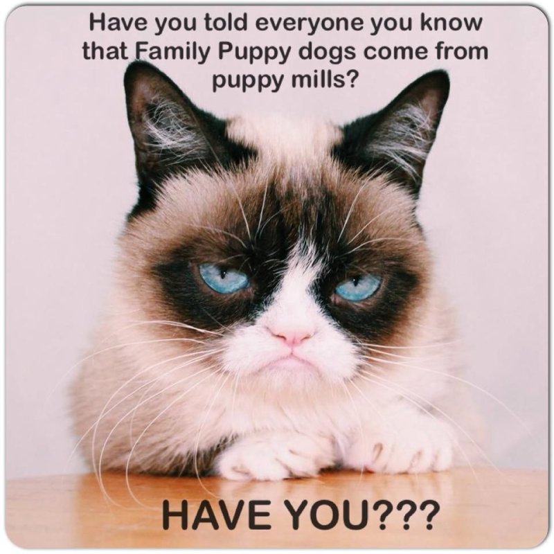 Прикольные поздравления с животными