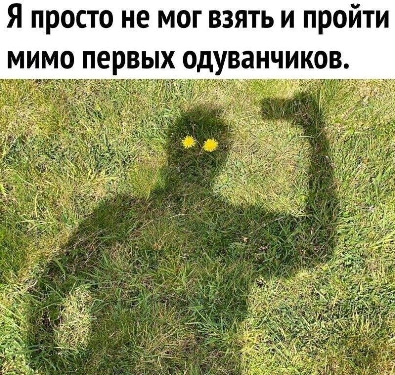 Не смог пройти мимо одуванчики