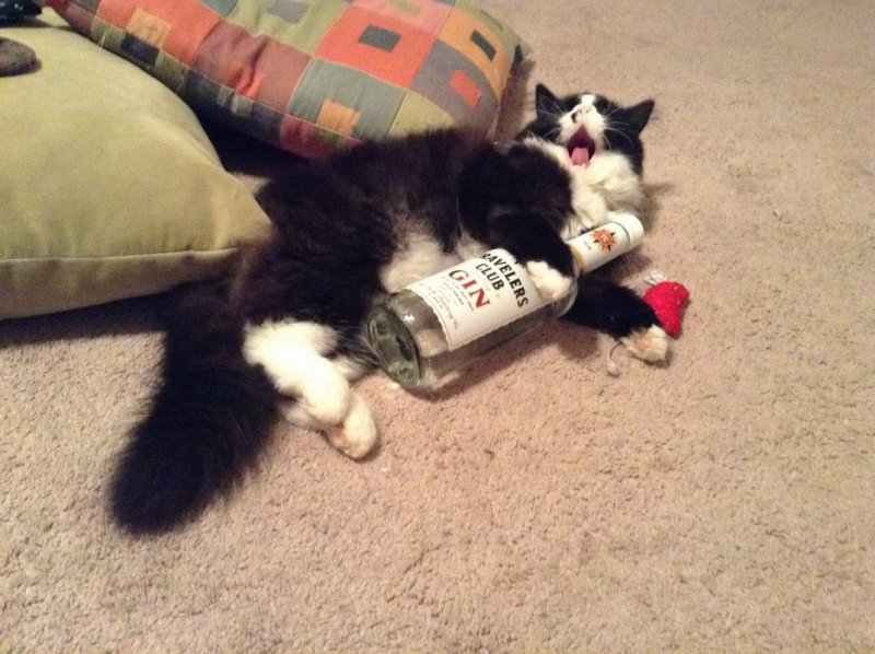 Кошка алкаш